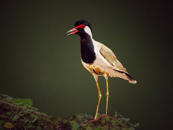 Lapwing