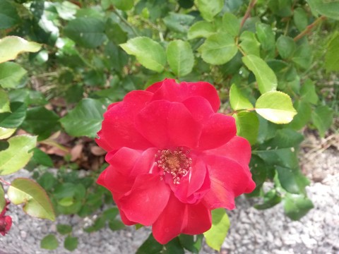 botany, 玫瑰桌布
