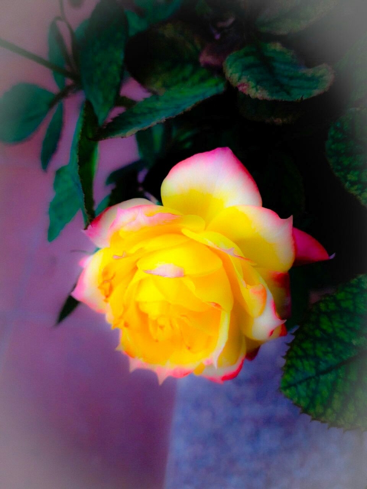 rose