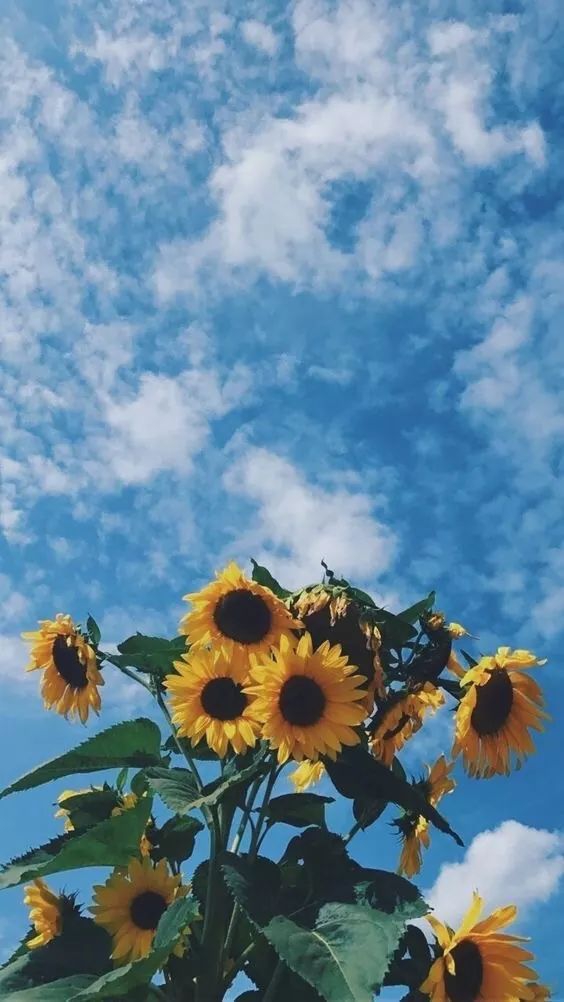 sun flower