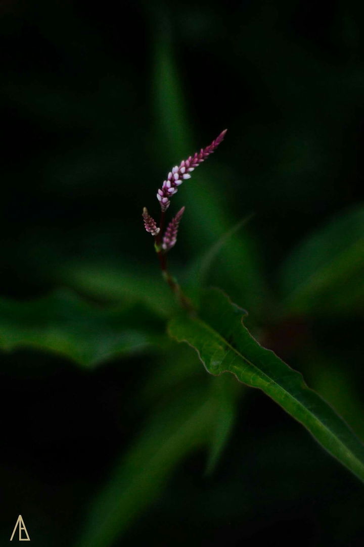Spring in the dark