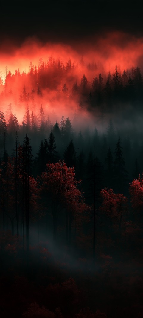 fonds d'écran dusk, forest