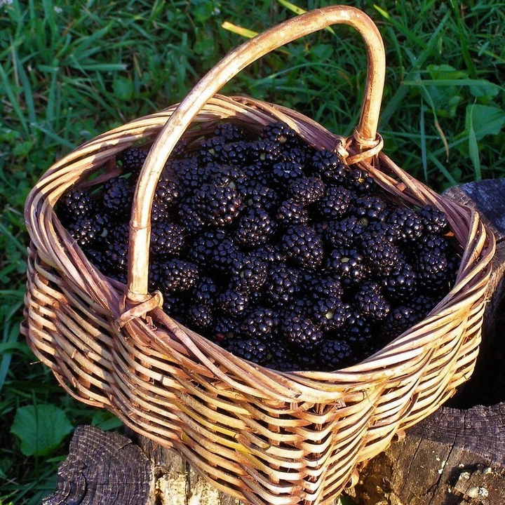 blackberries