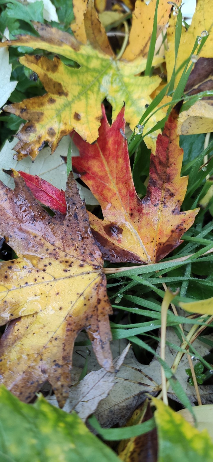 leaf's