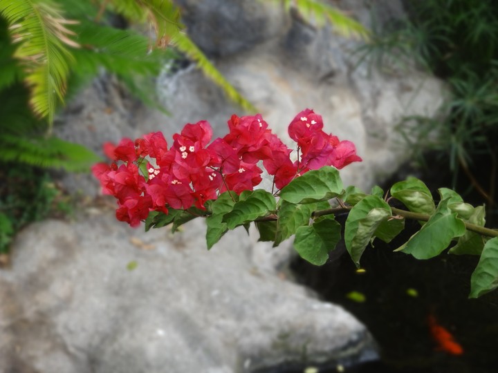Flowers