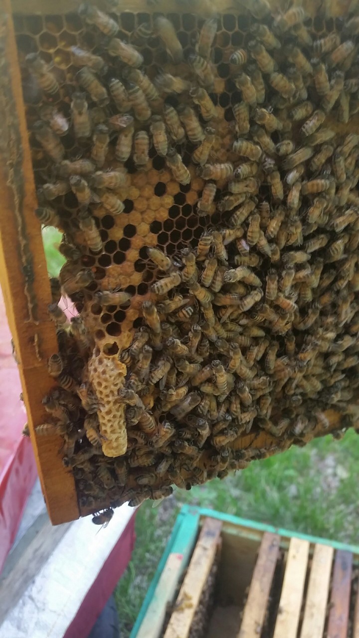 queen bee