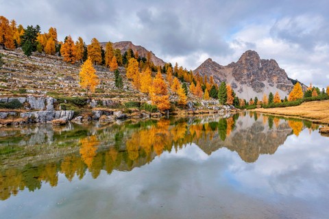 ταπετσαρίες reflection, larch