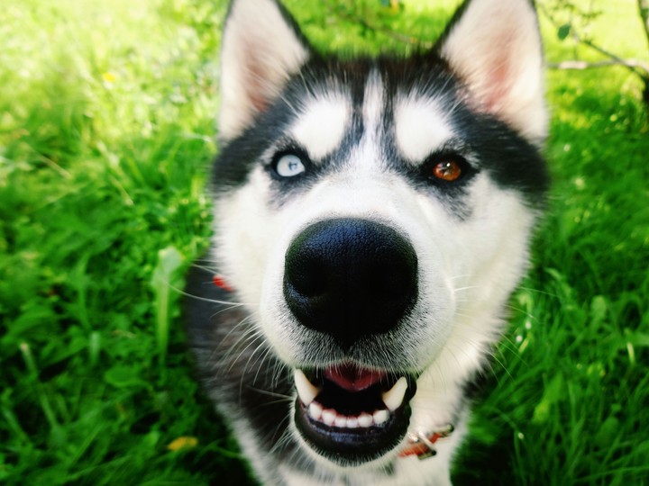 Szila my dog.