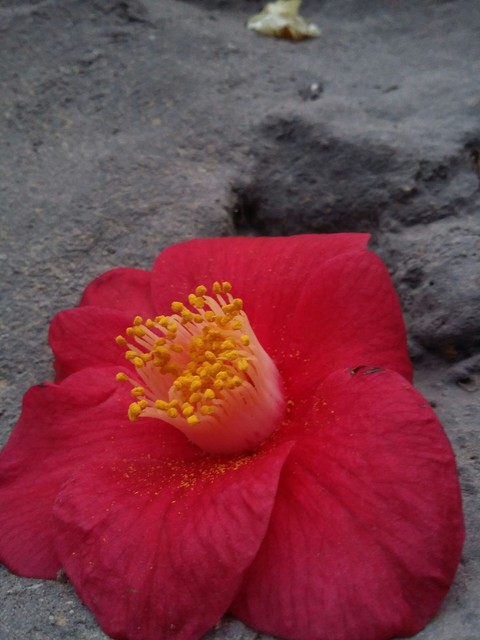 Rock Flower