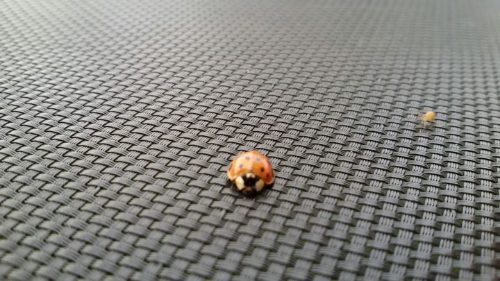 LadyBird and a little Spider