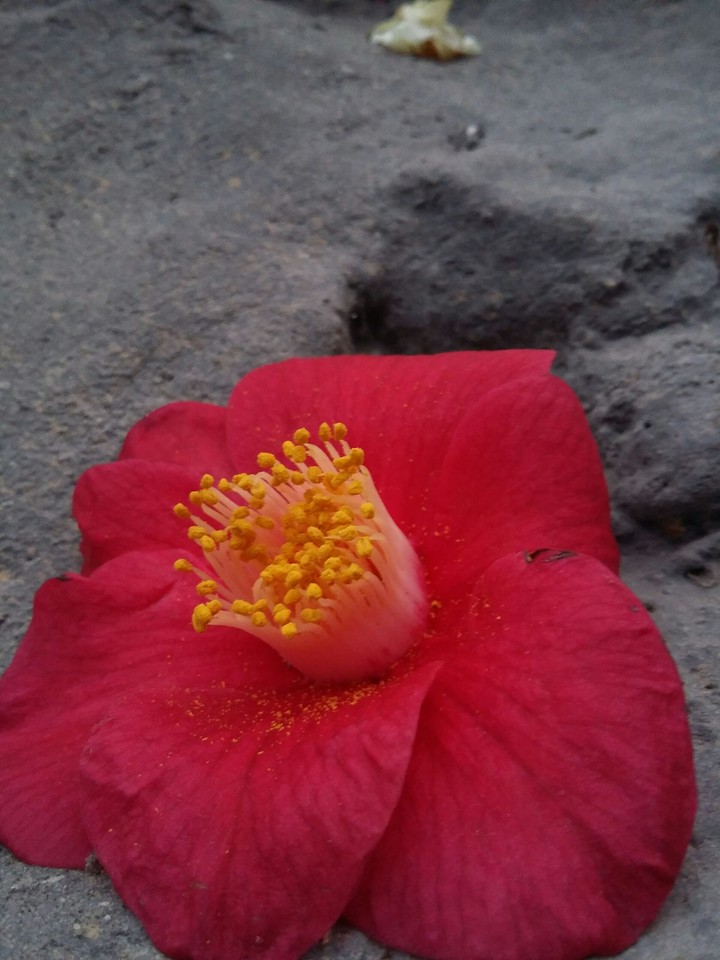 Rock Flower
