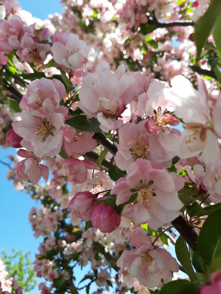 spring is back n2