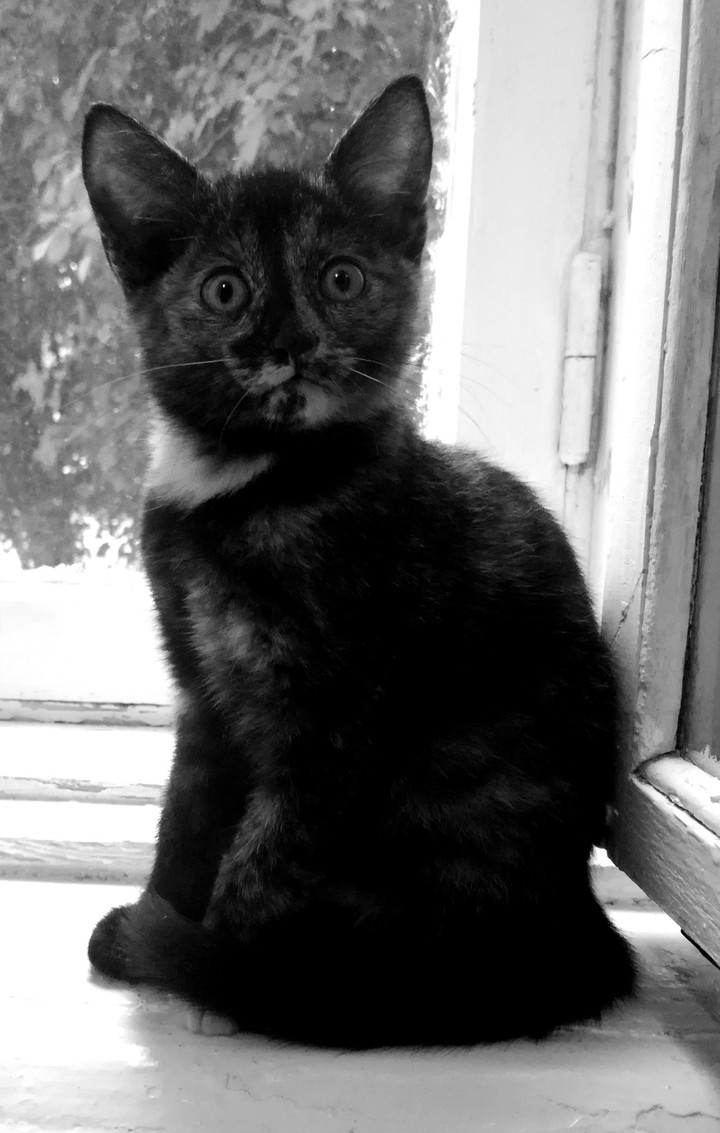 Kitten