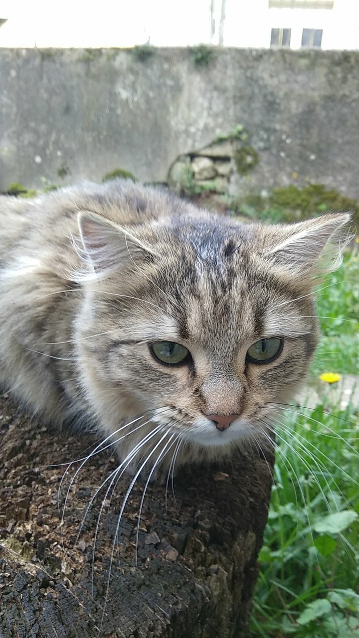 en chasse !