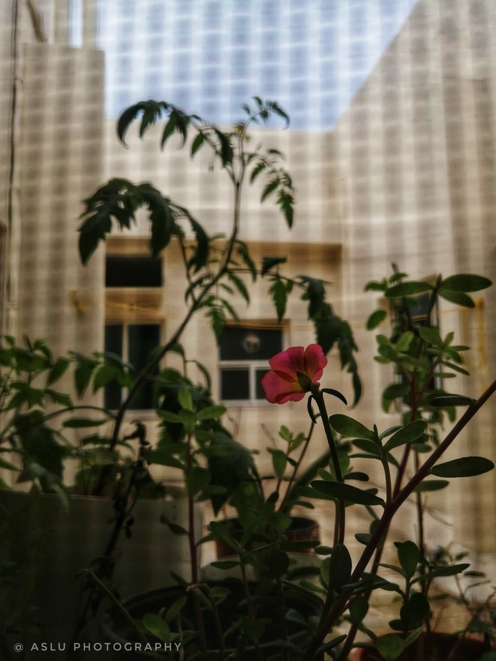 Flower.....