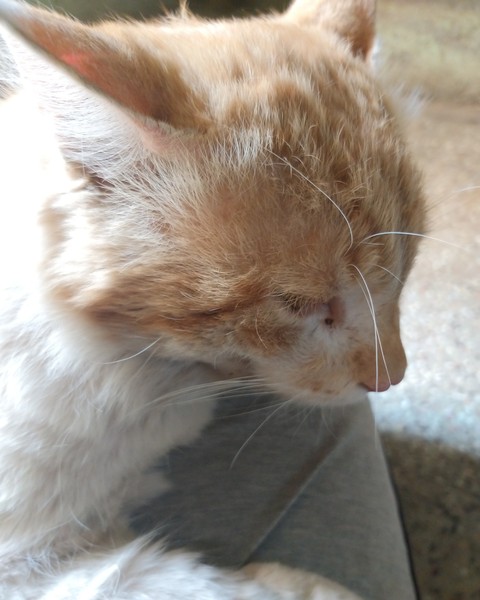 cat