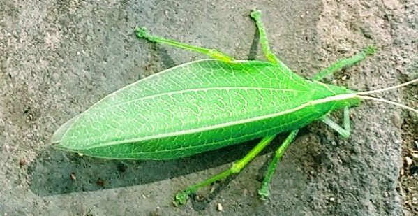 Bug