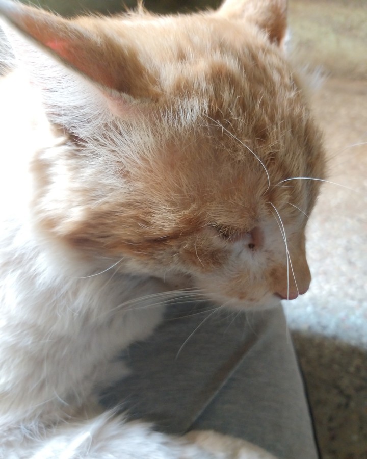 cat