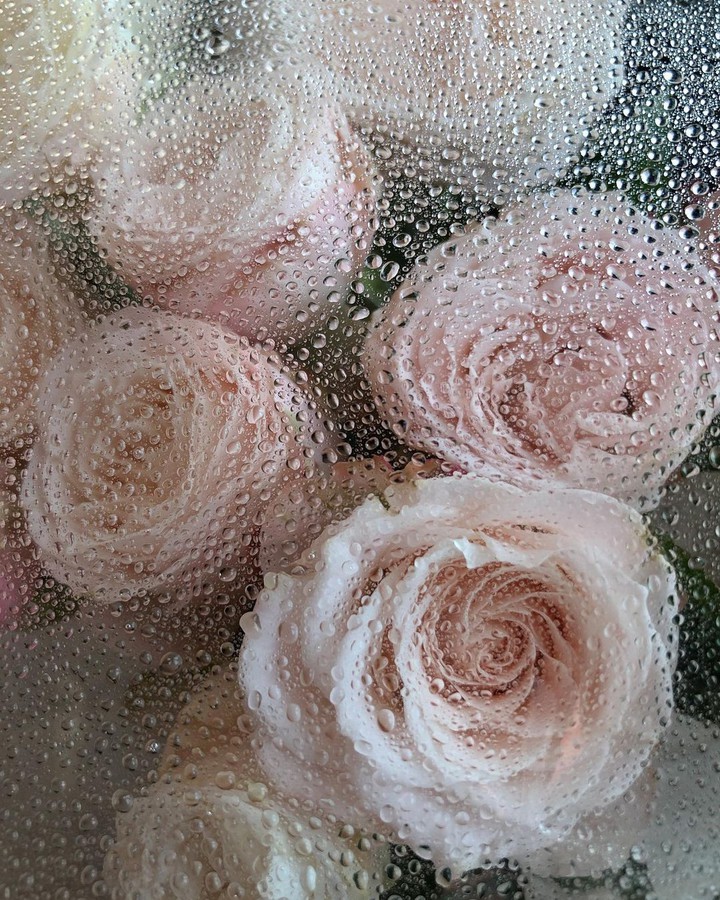 Roses & Drop