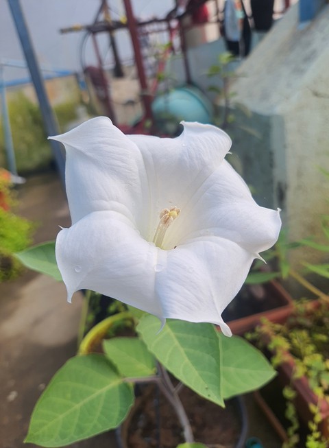 sfondi flower, solanales