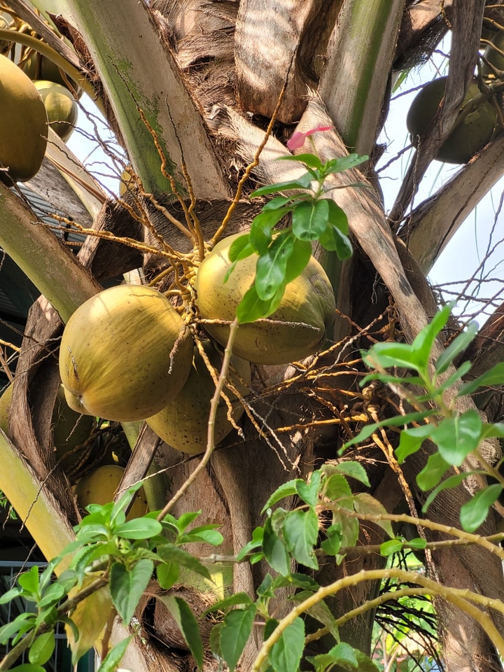 coconut