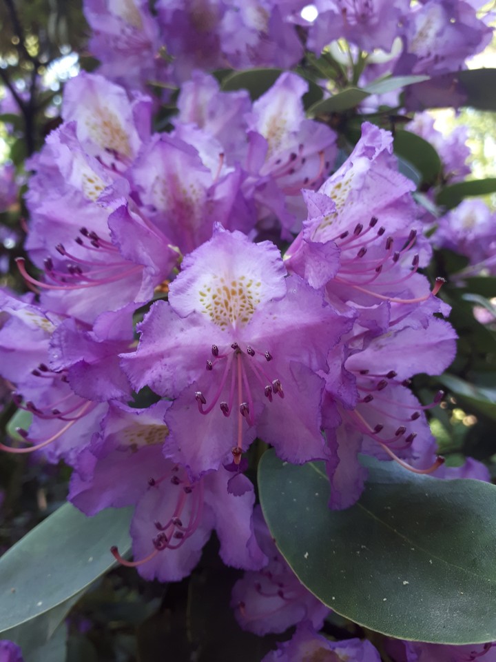Rhododendor