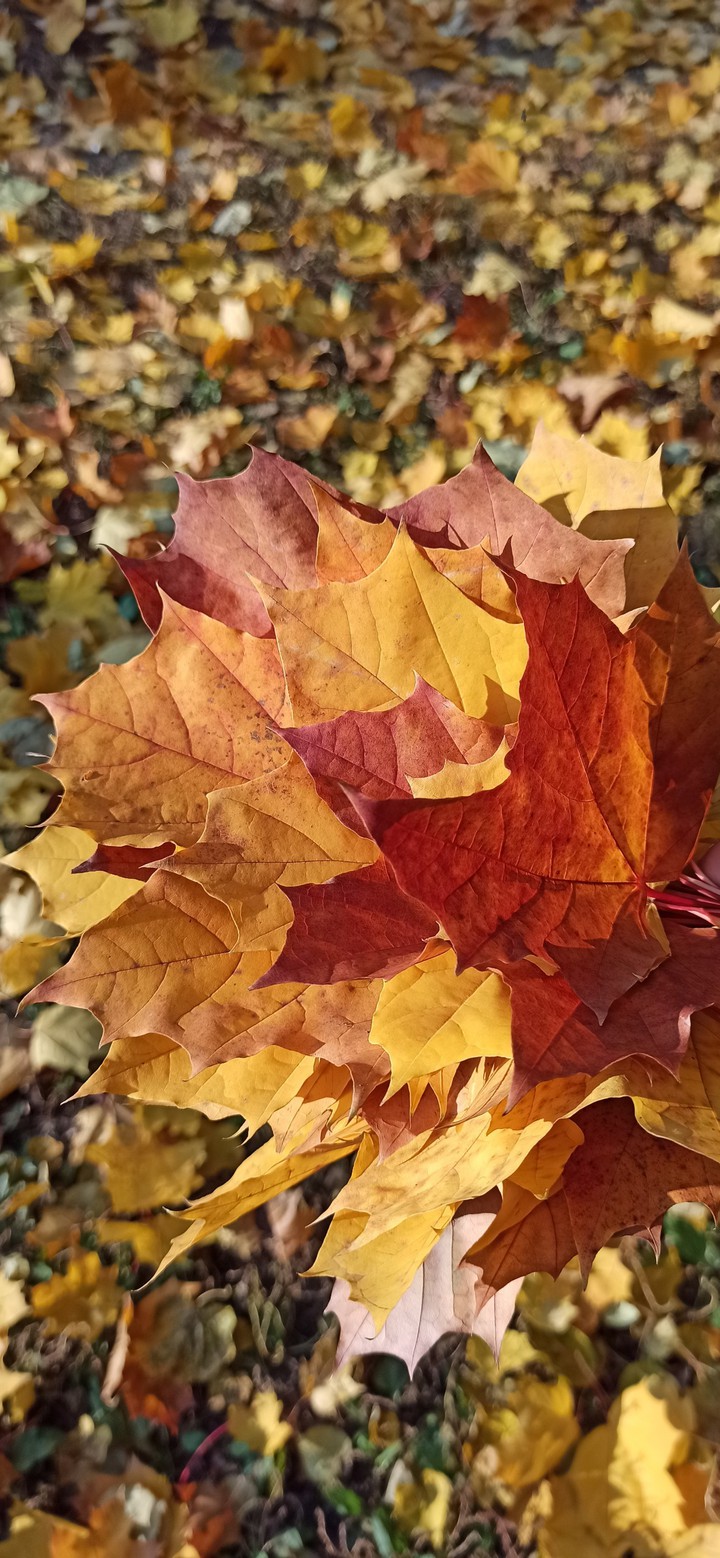 autumn