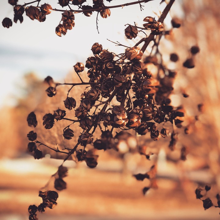 Winter Foliage