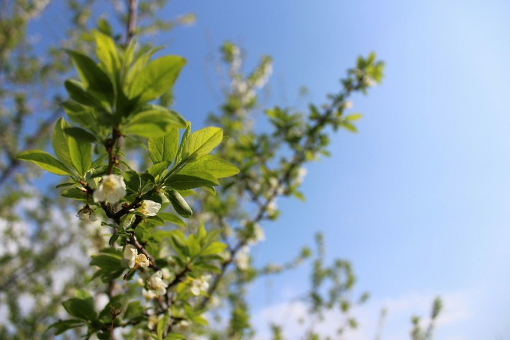 Orange Blossoms