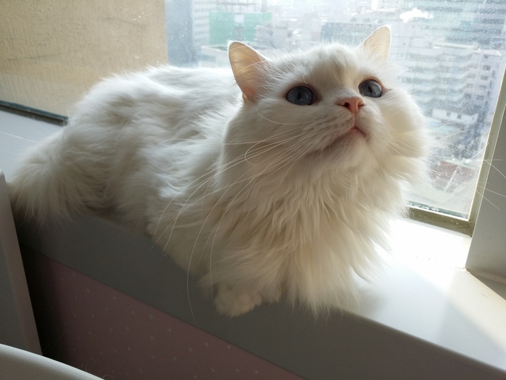 meow
