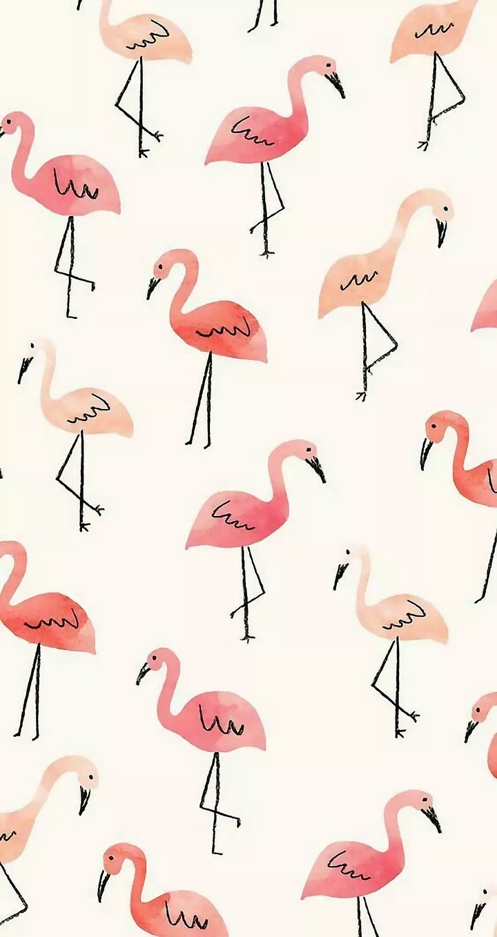 flamingos