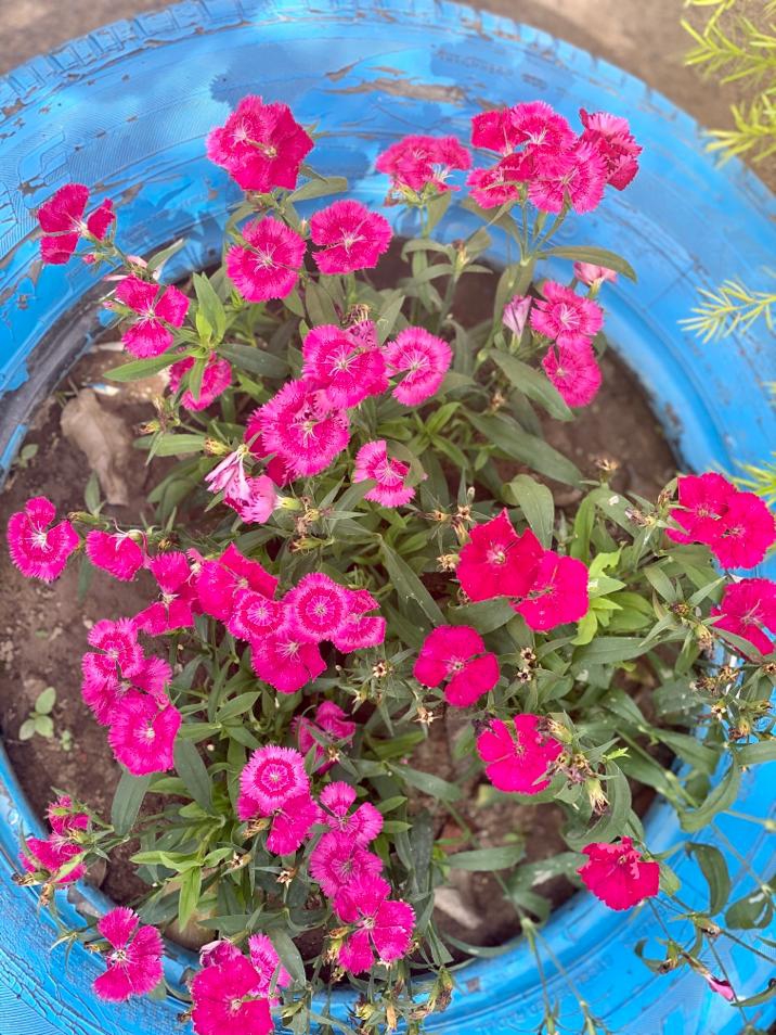 flowers