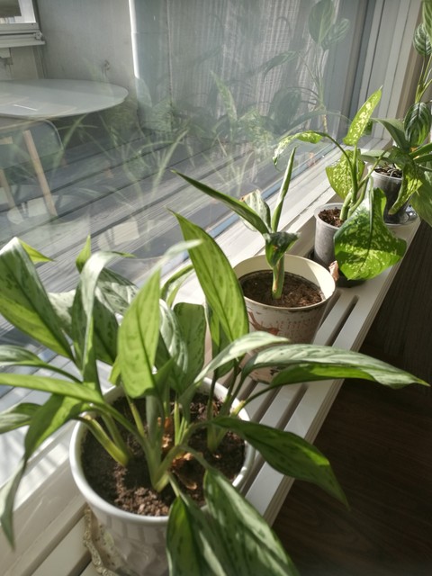 Plants