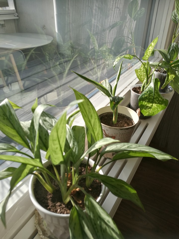 Plants