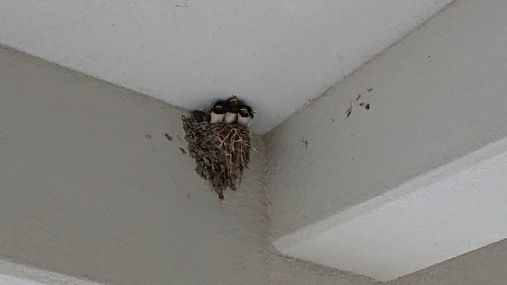Swallows