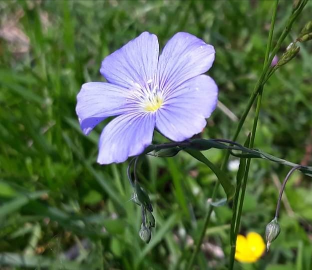 FLOWERS teach us how to color our LIVES...