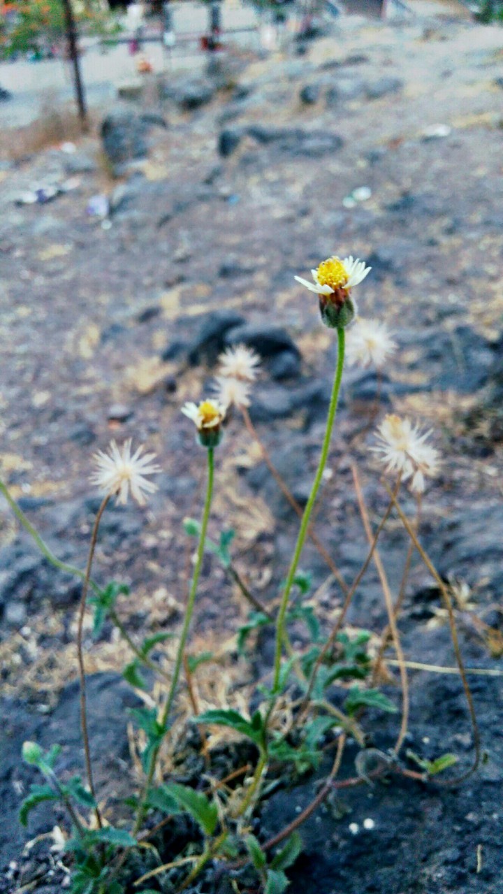 yellow flower