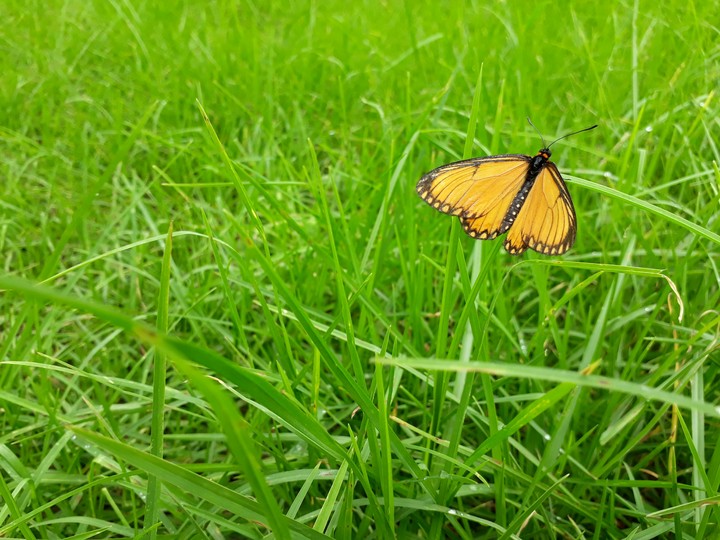 butterfly in grass