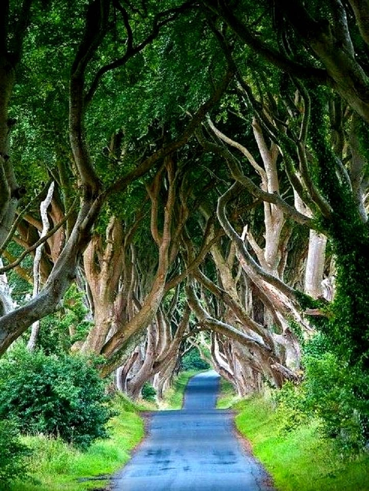 beautiful trees