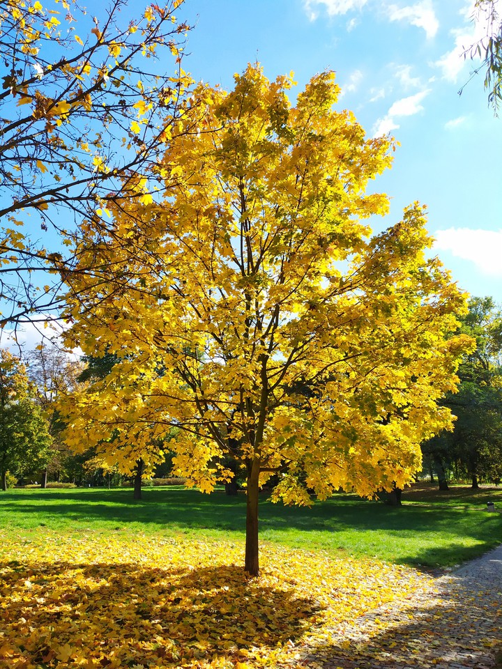 Autumn