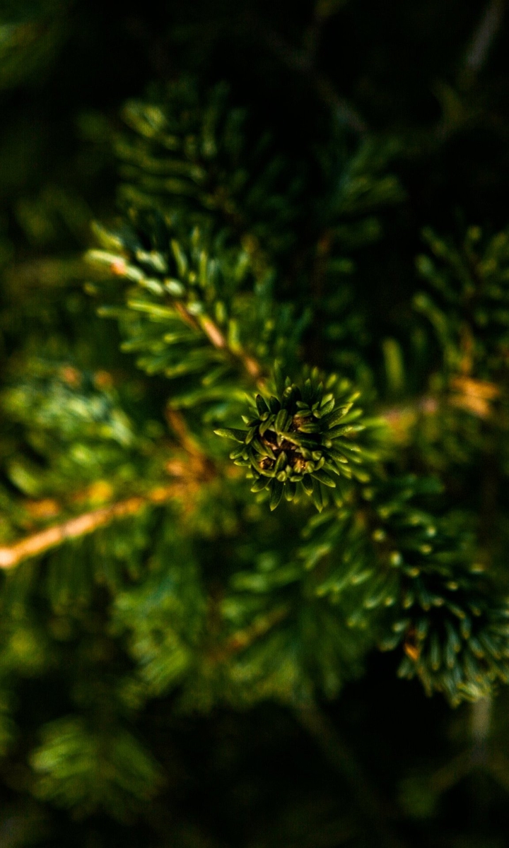 HD