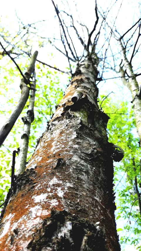 tree