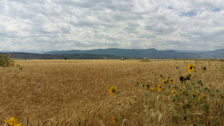 Prarie
