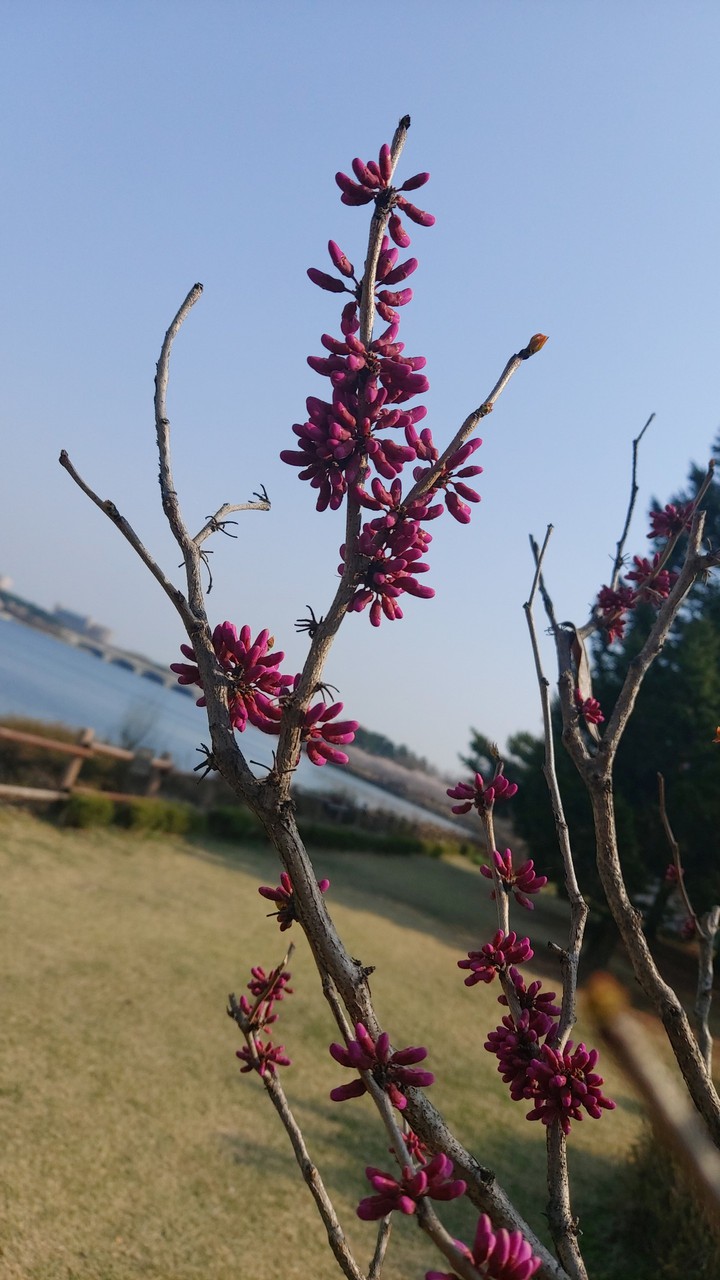 채화 호숫물