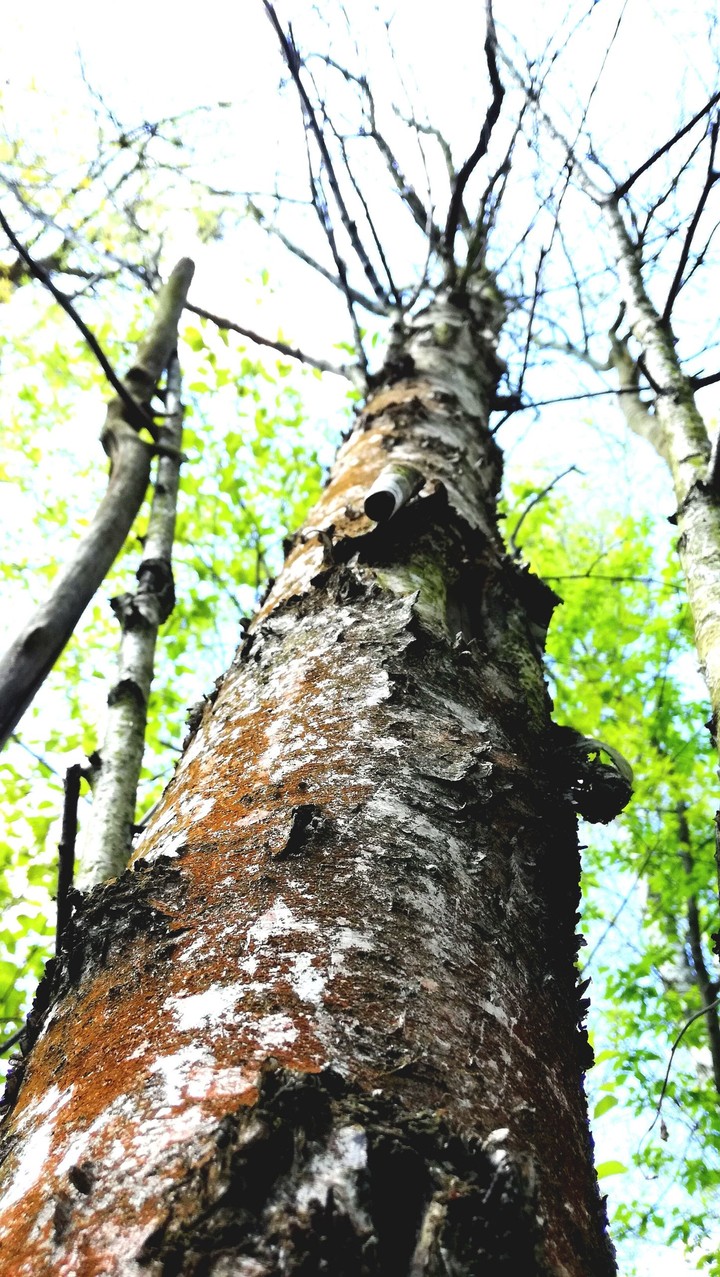 tree