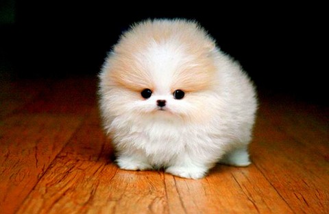puppy, canidae Hintergrundbilder