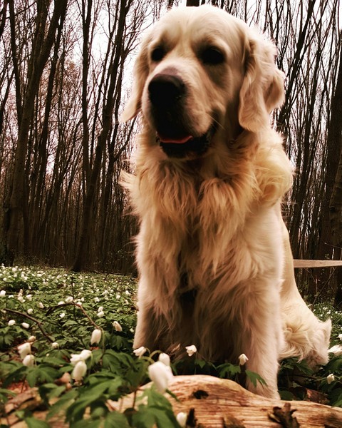 gold dog