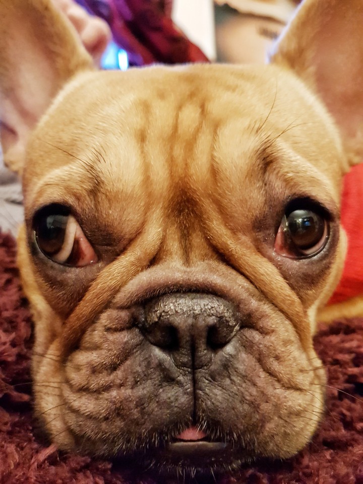 my bull face