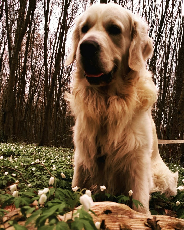 gold dog