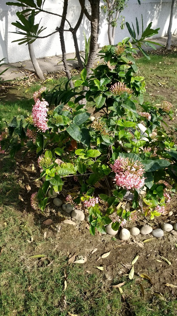Bush with Flowers